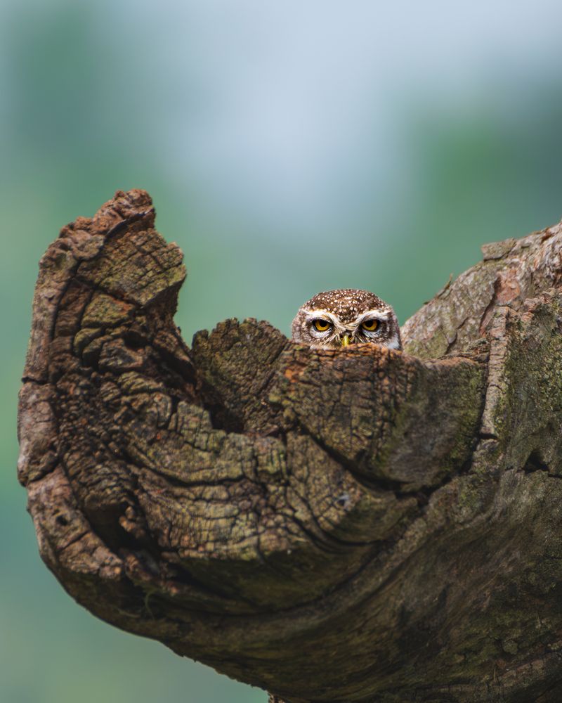 Photograph by Priyanka Nikam