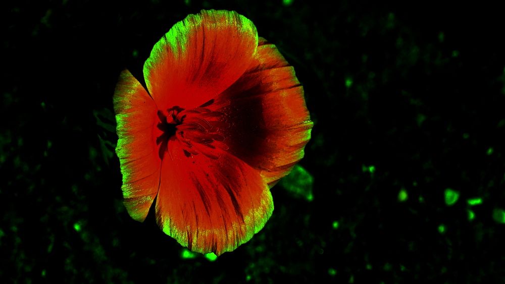 Фотография автора Владимир Лобанов