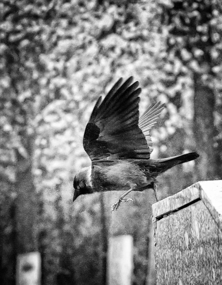 Photograph by Елена Лаврова