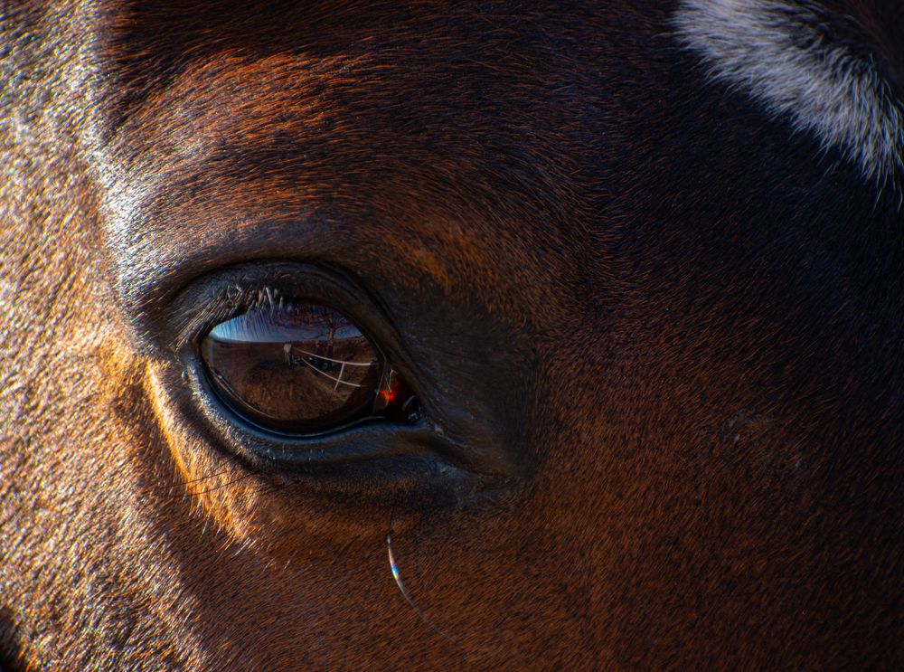 Photograph by Julio Medina