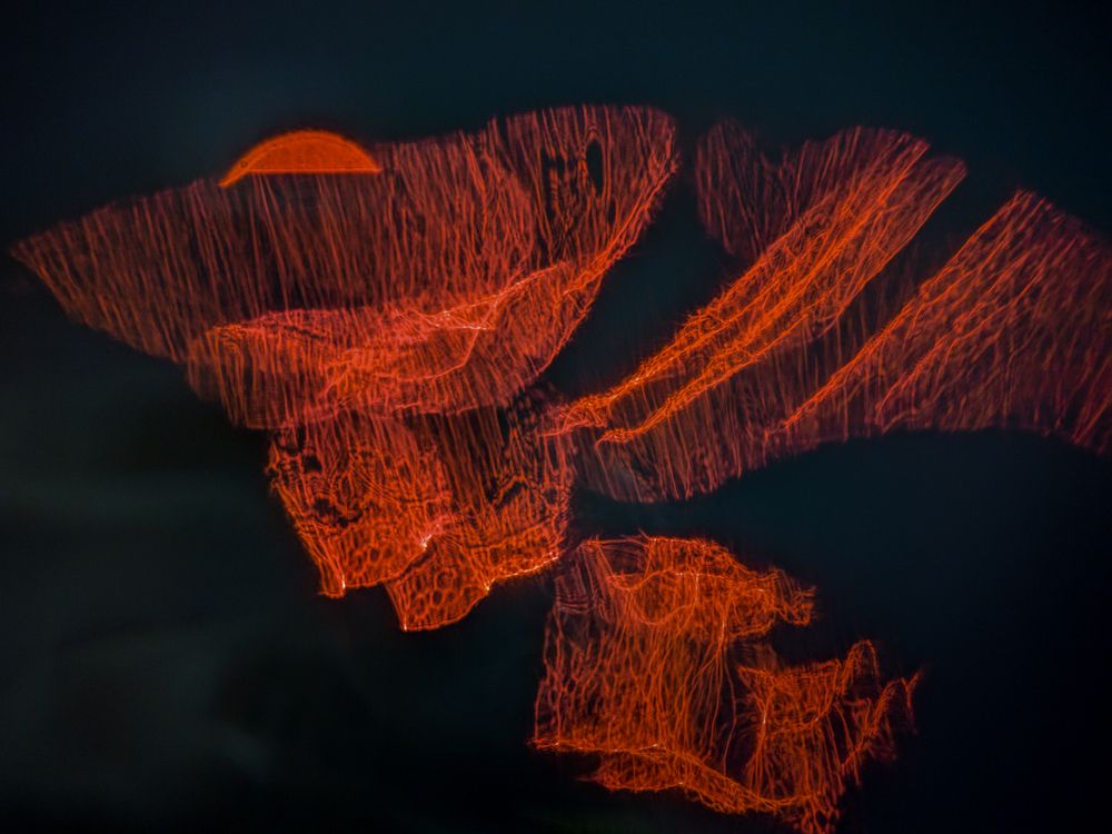 Flying Fire Grandmother