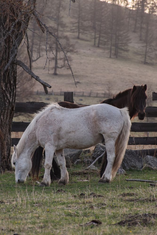 якутские лошади