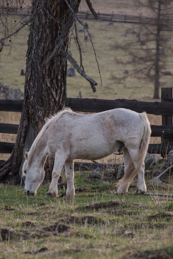 якутская лошадь