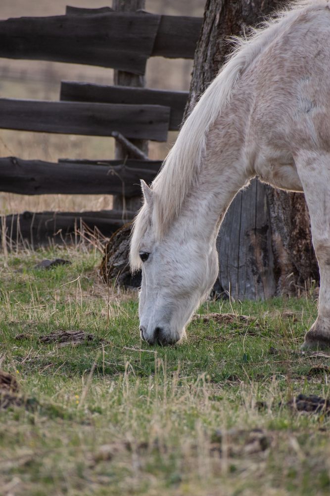 якутская лошадь