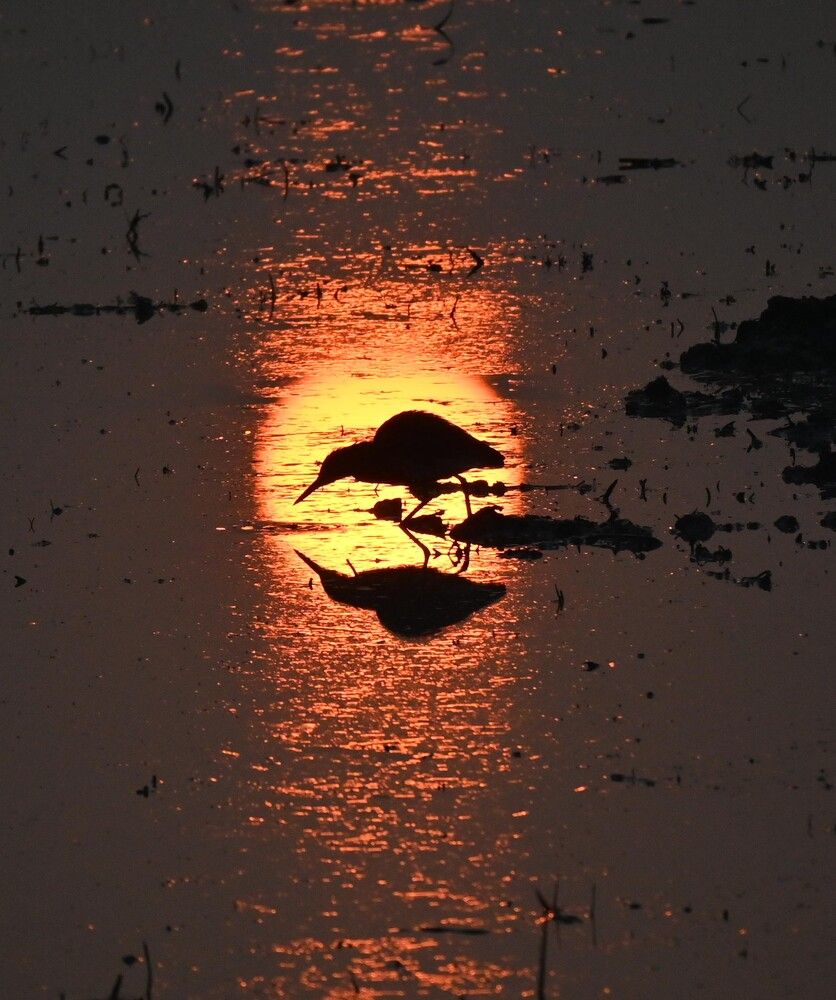 Photograph by Nirup Datta