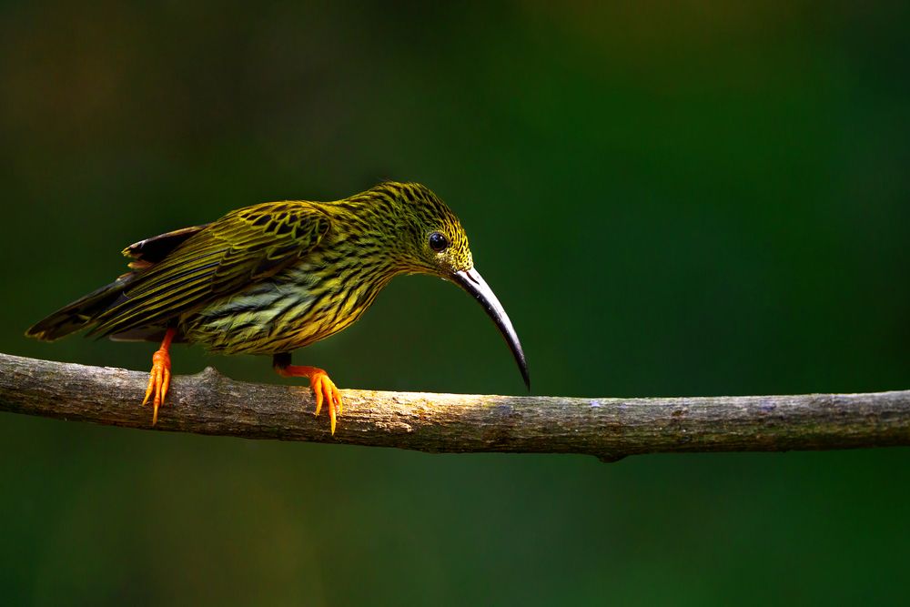 Фотография автора apurba Das