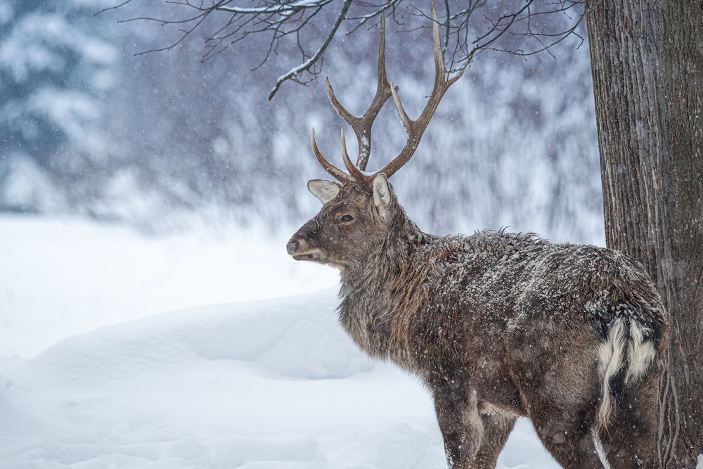 Photograph by Сергей Немцев