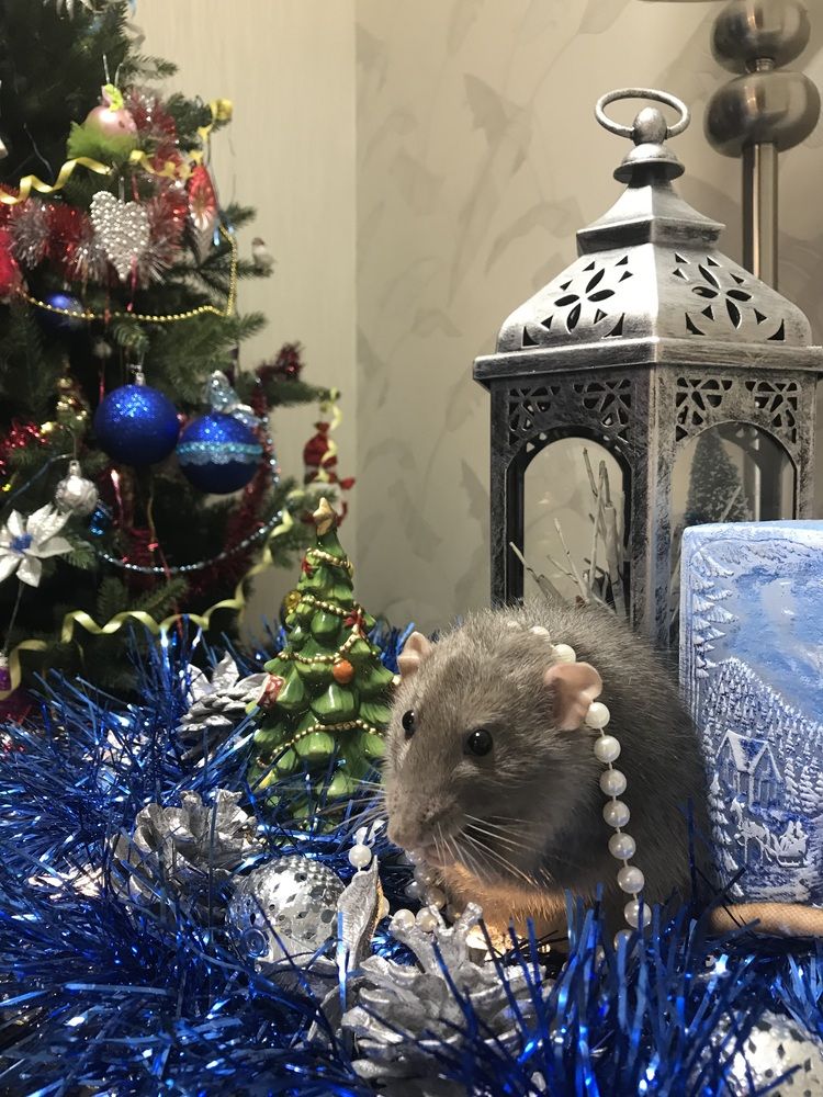 Фотография автора Марина Максимова