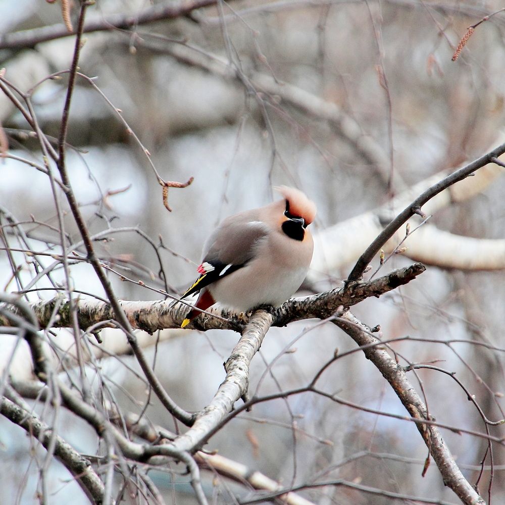 Позвольте представиться! Свиристель!