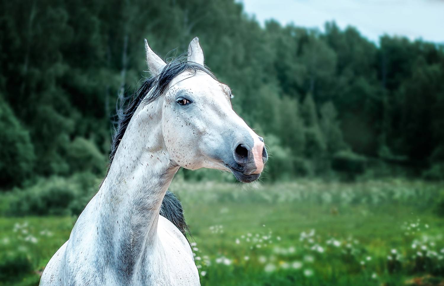 Фотография #13108909