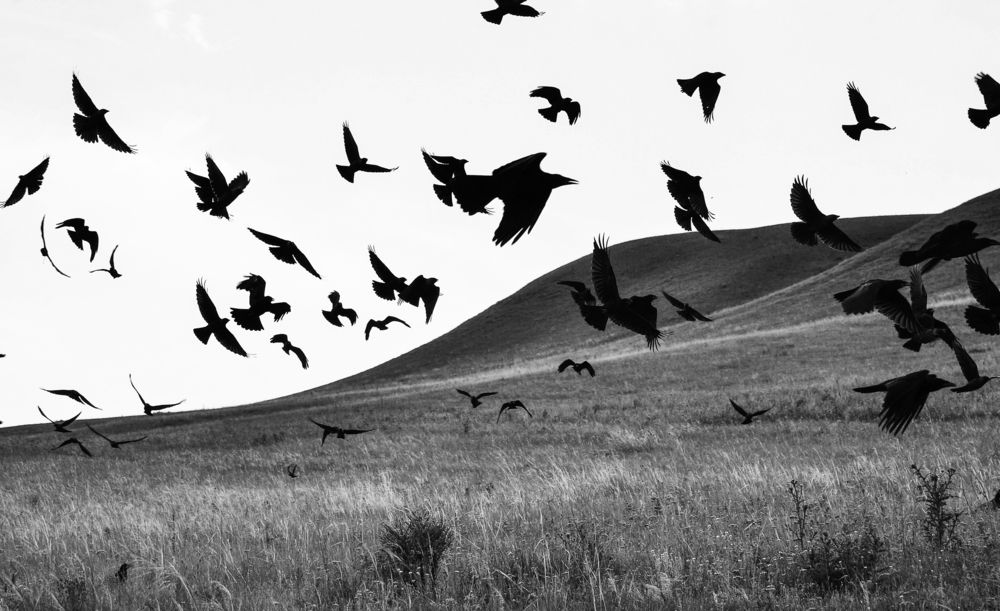 black birds