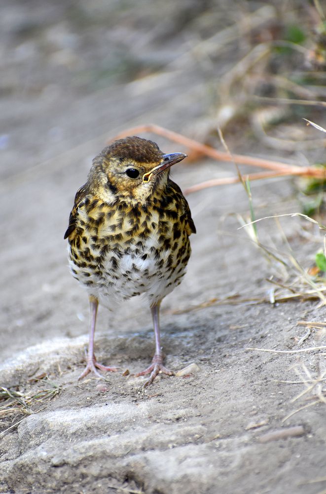Птенец певчего дрозда