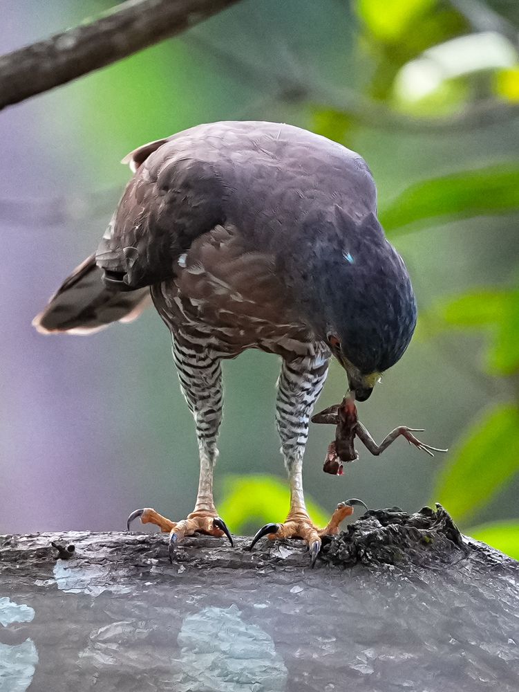 Фотография автора Sahil K