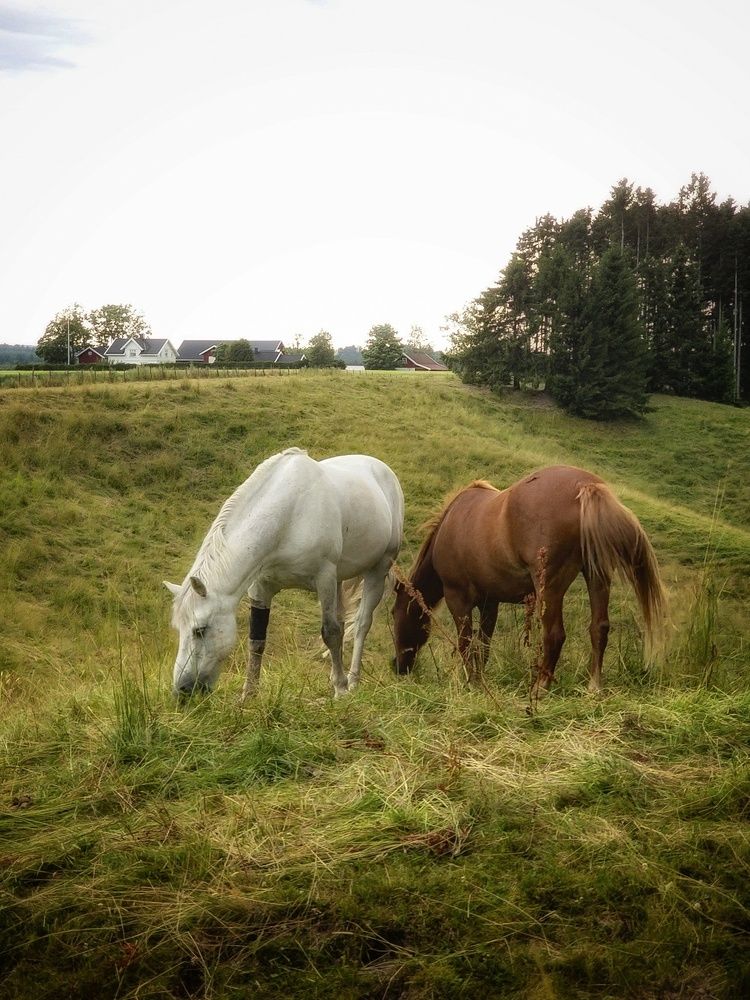 Фотография автора Alina Filimonova