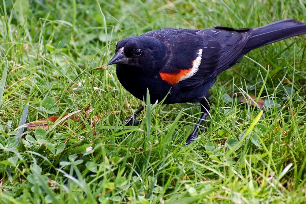 Краснокрылый дрозд, самец