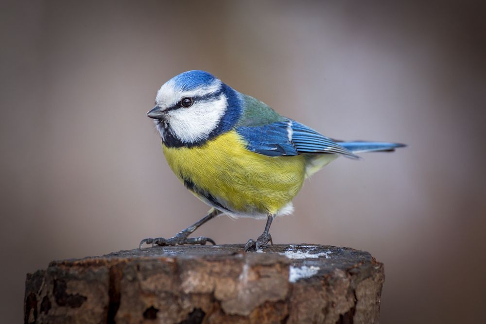 Photograph by Алексеев Сергей