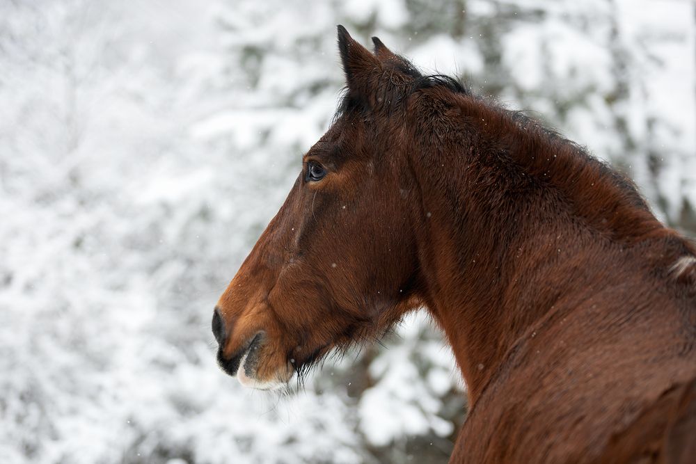 Photograph by Gubina Anastasia