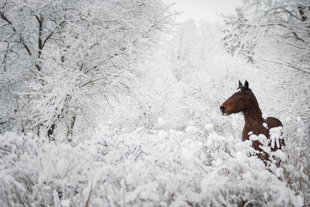 Photograph by Gubina Anastasia