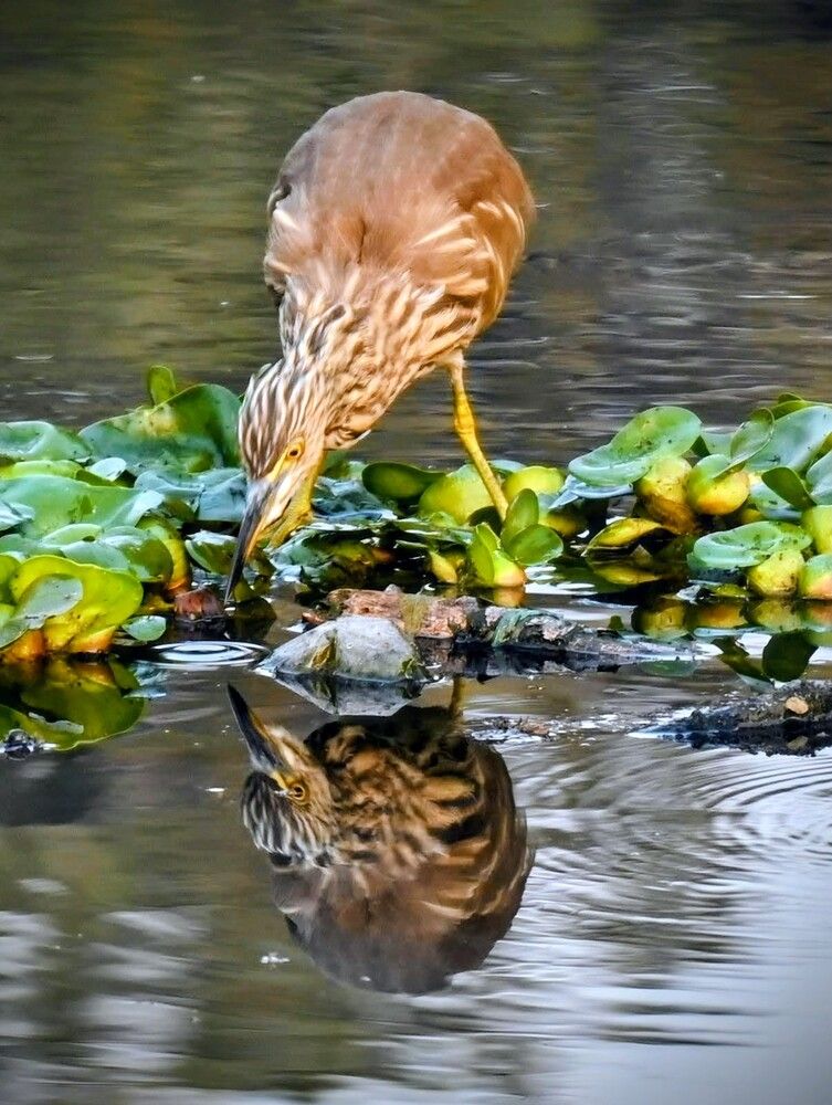Photograph by Nirup Datta