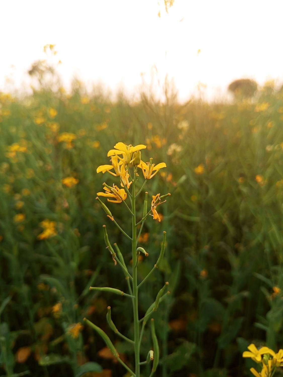 Mustard Flower