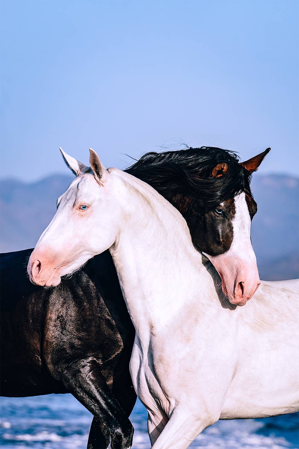 Yin Yang