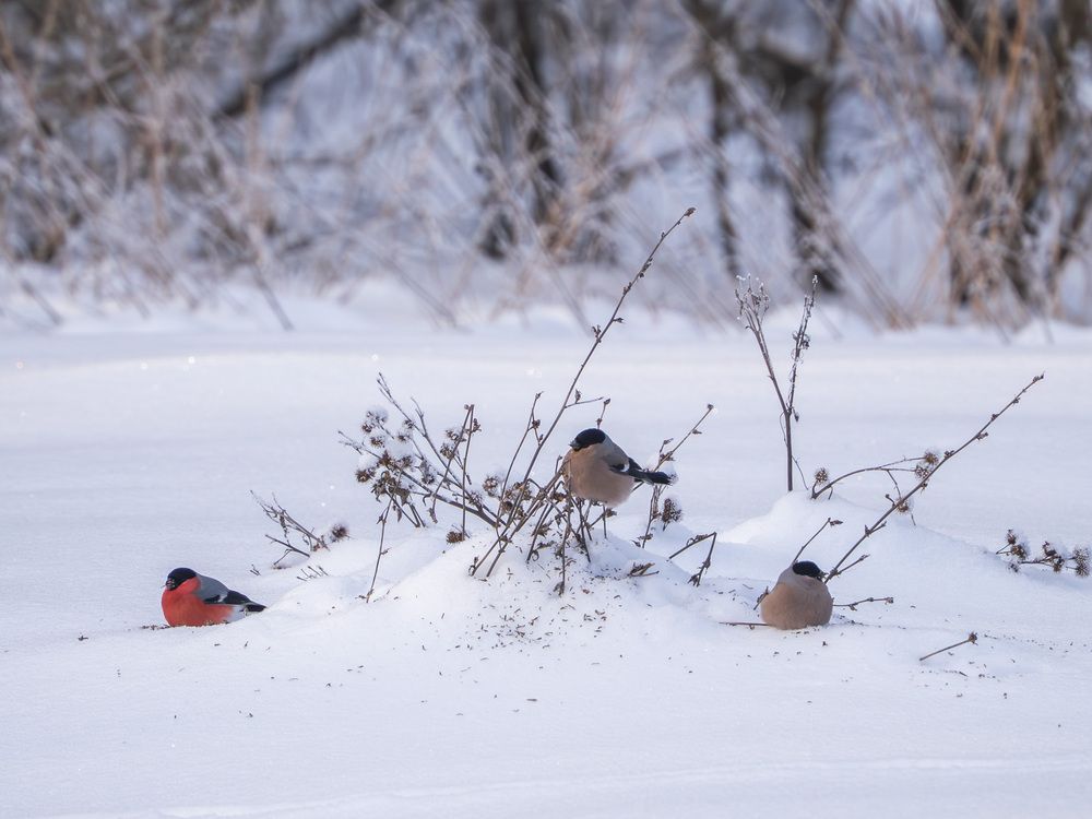 Photograph by Надежда Михайлина