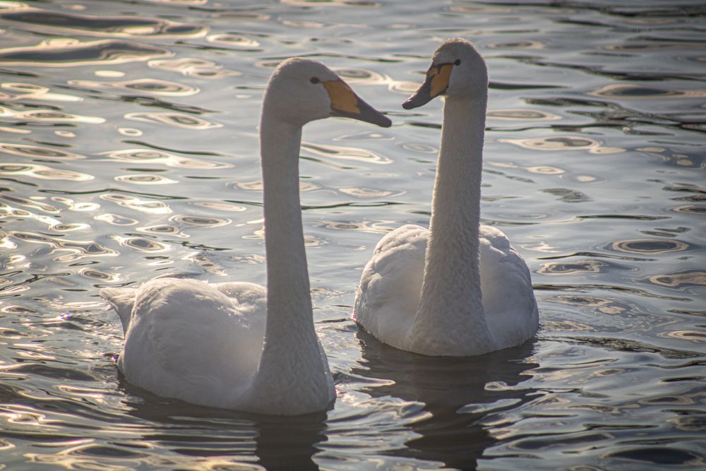Фотография автора Александр Черепанов