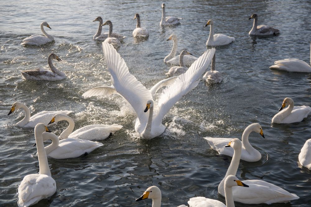 Фотография автора Александр Черепанов