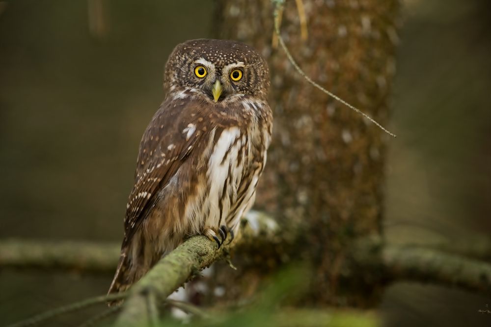 Photograph by Marek Wysocki