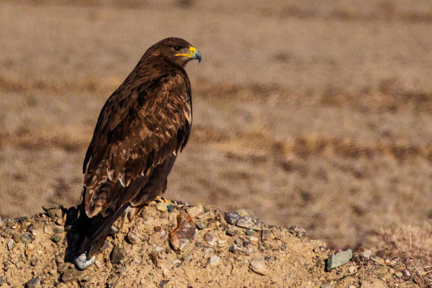 Фотография #13109691