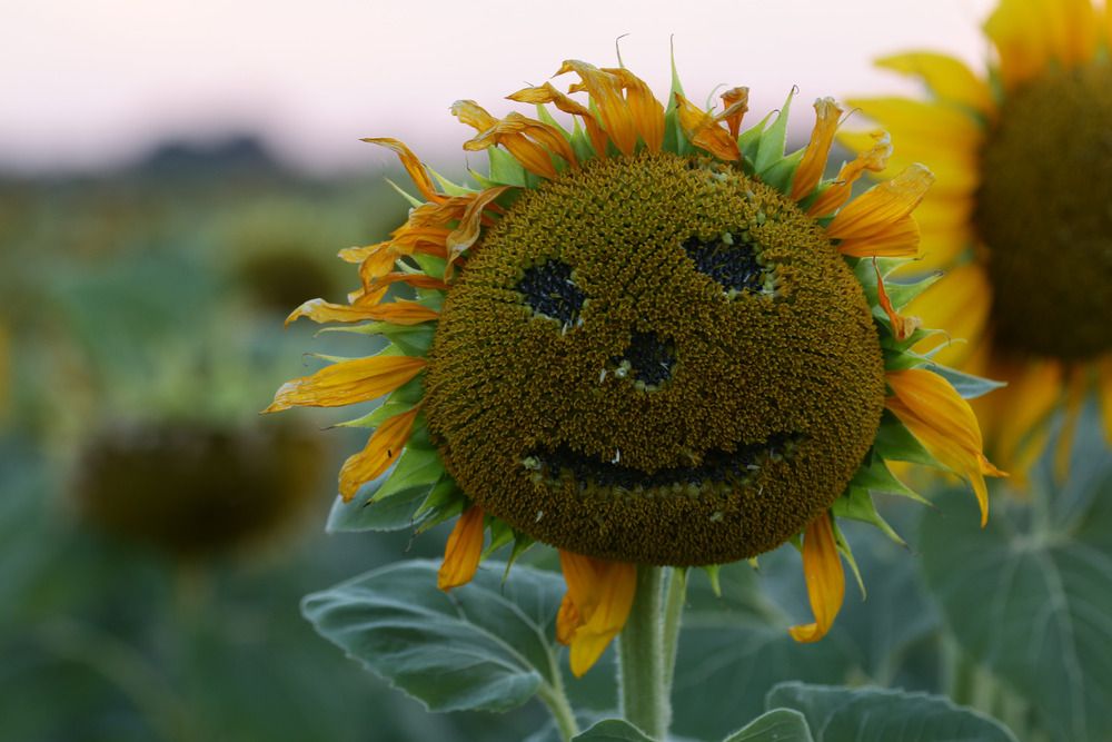 Фотография автора Сергей Кульков