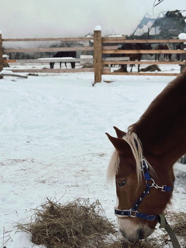 Photograph by Елена Войтова