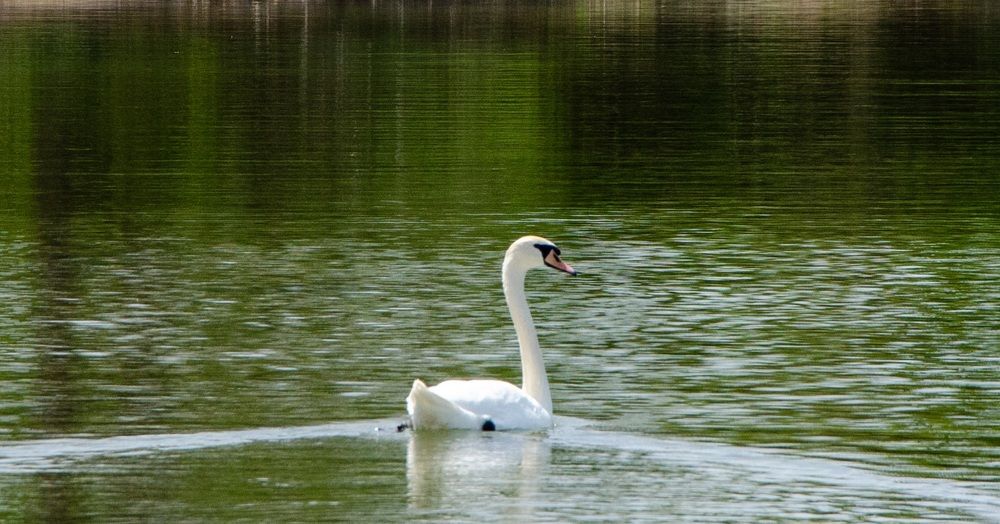 Swimming mute swan