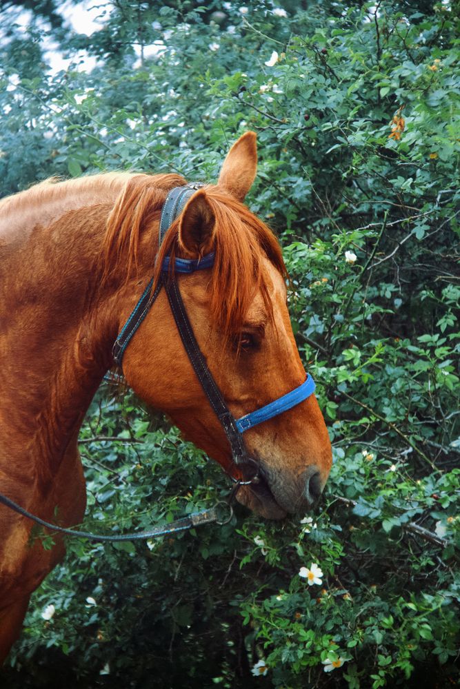 Фотография автора Орлова Ксения