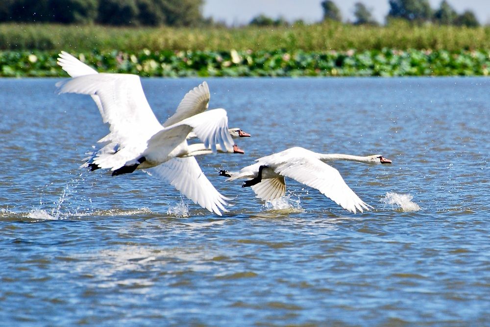 Photograph by Наталья Сельцова