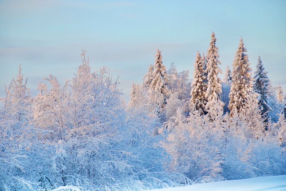Мороз и солнце