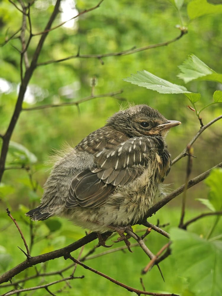 Фотография автора Екатерина Панина
