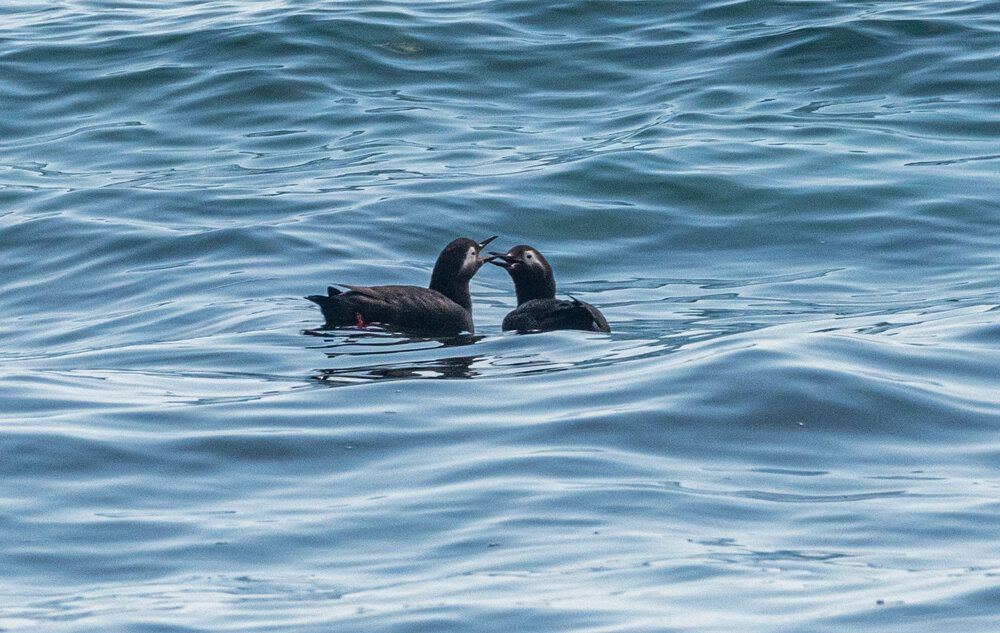 Photograph by Савчук Сергей