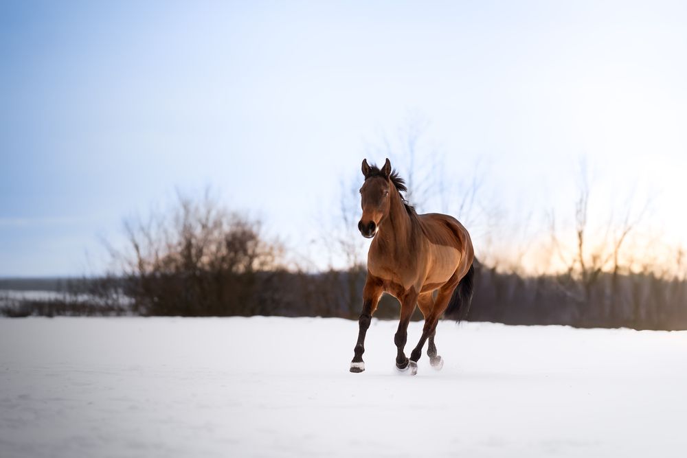 Фотография автора Klára Brůnová