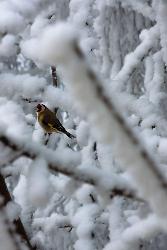 Photograph by Angela