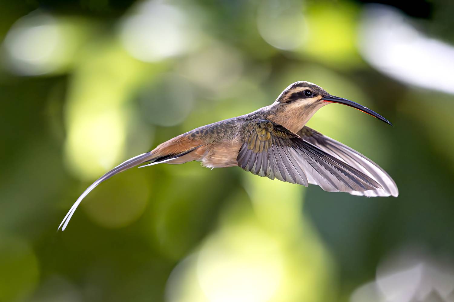 Фотография #13110063