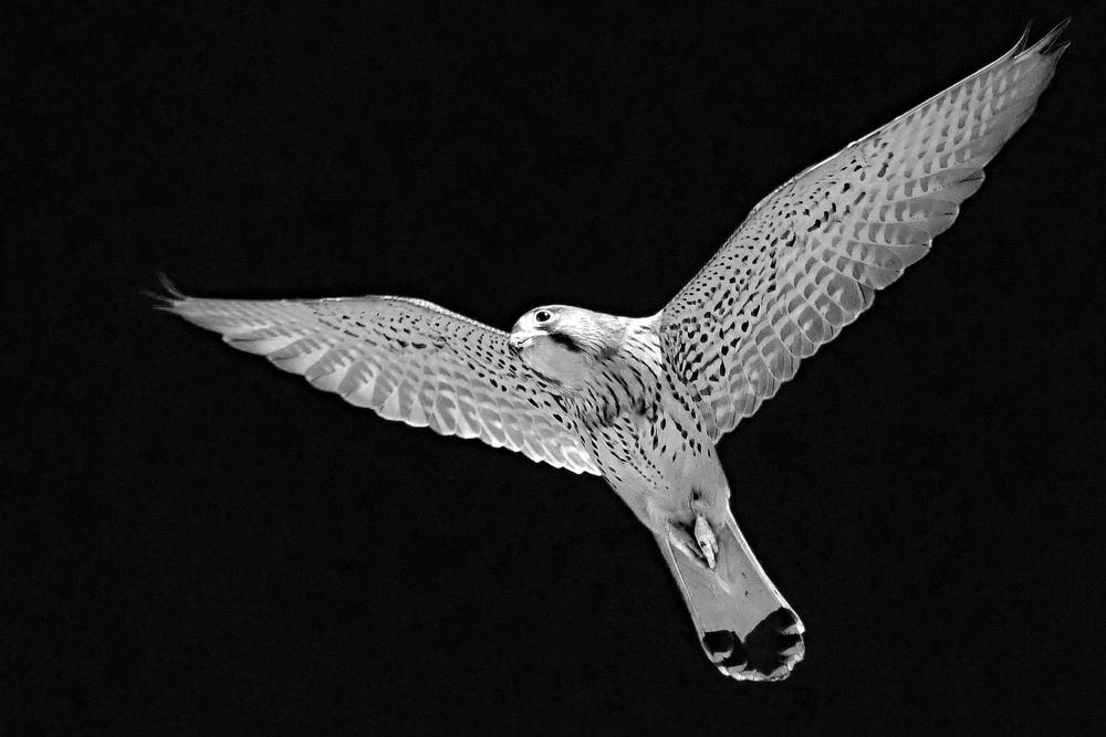 Kestrel in flight