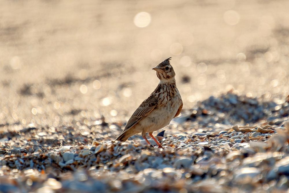 Photograph by Михаил Косолапов