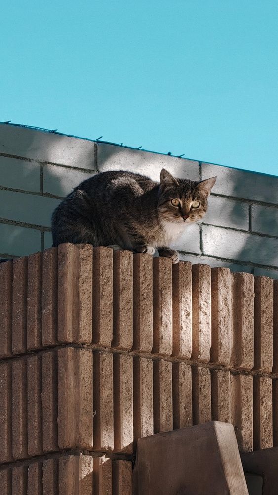 Gato