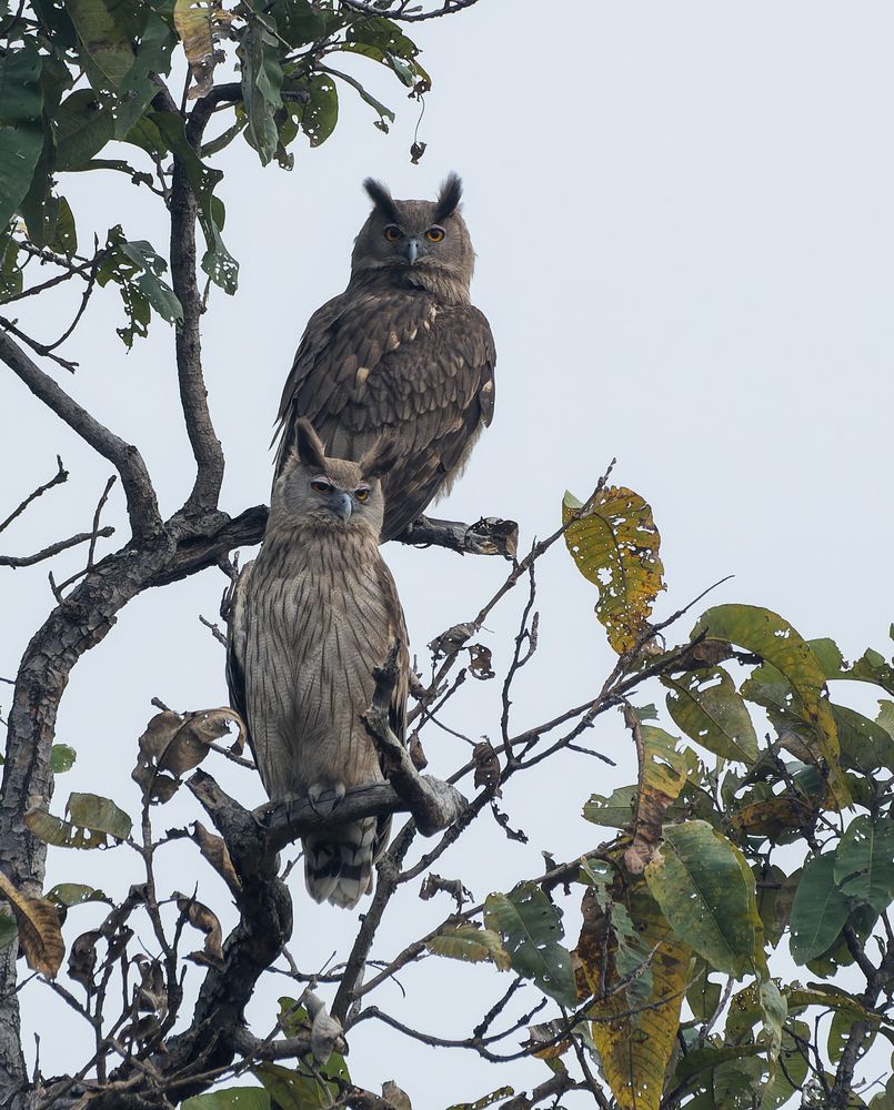 Dusky eagle-owls.
