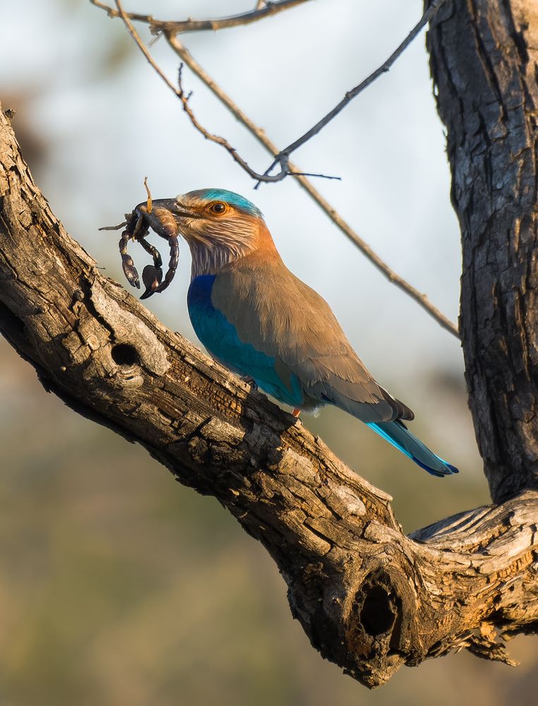 Indian roller kill Black Scorpion