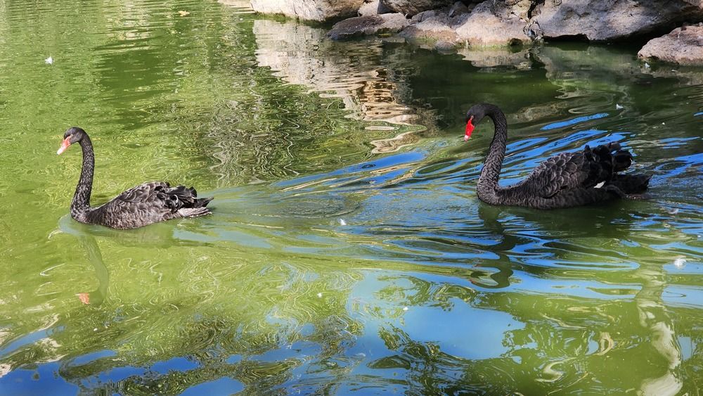 Photograph by Abdallah Khader