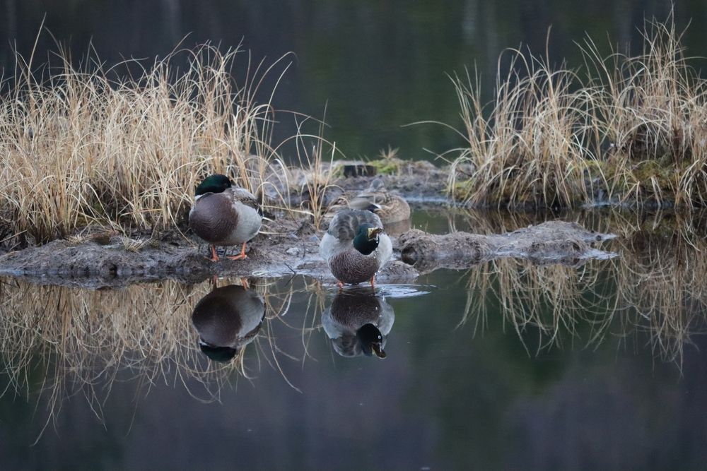 Photograph by Наталья Половая