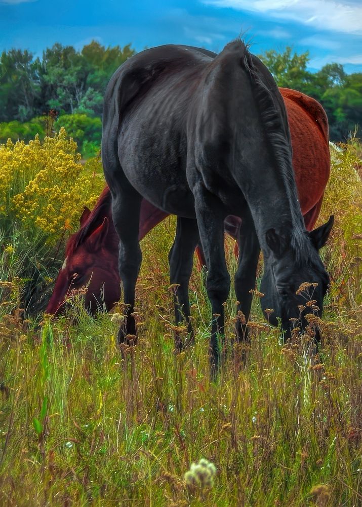 Фотография автора Евгений Шварцман