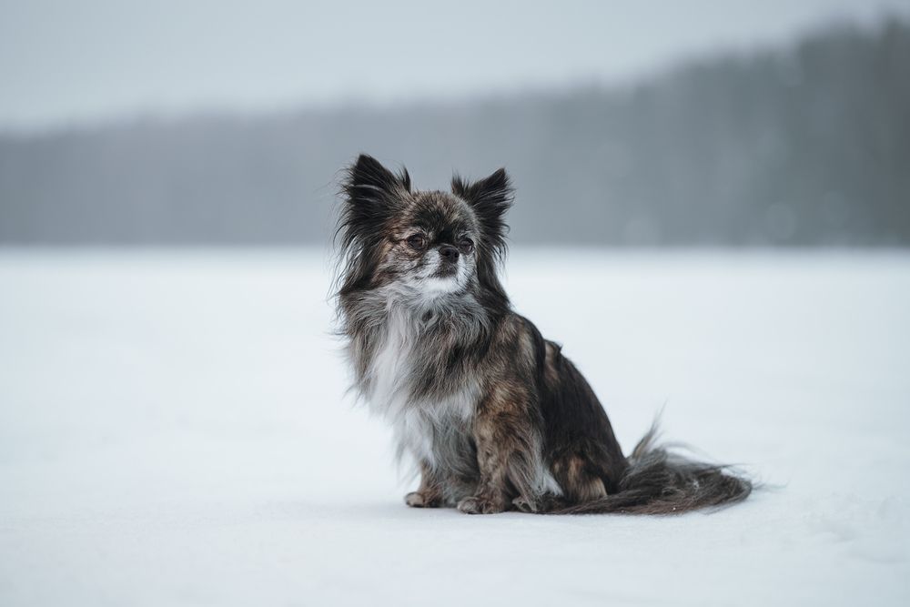 Photograph by Алина Долгова